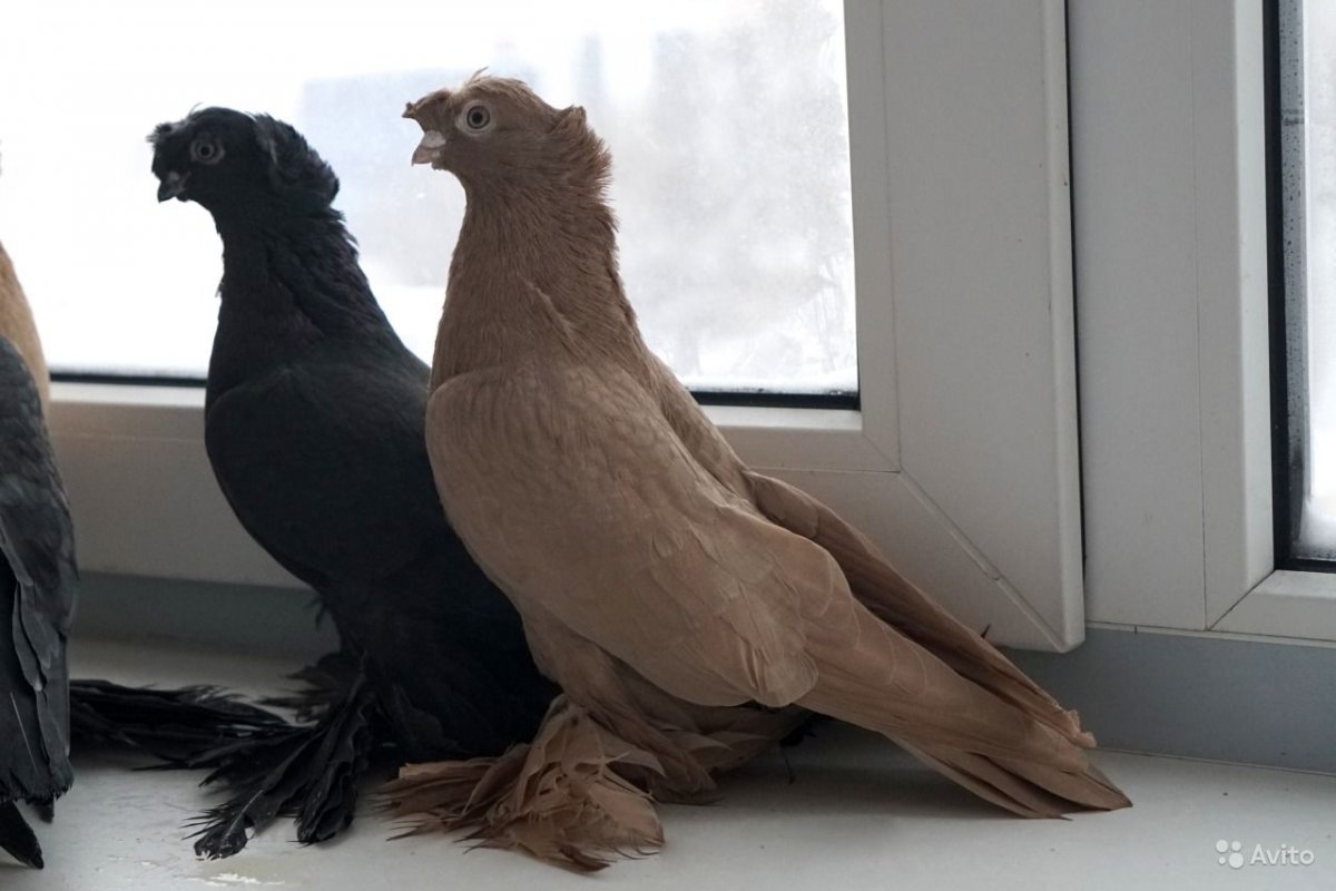 Саксонские двухчубые голуби