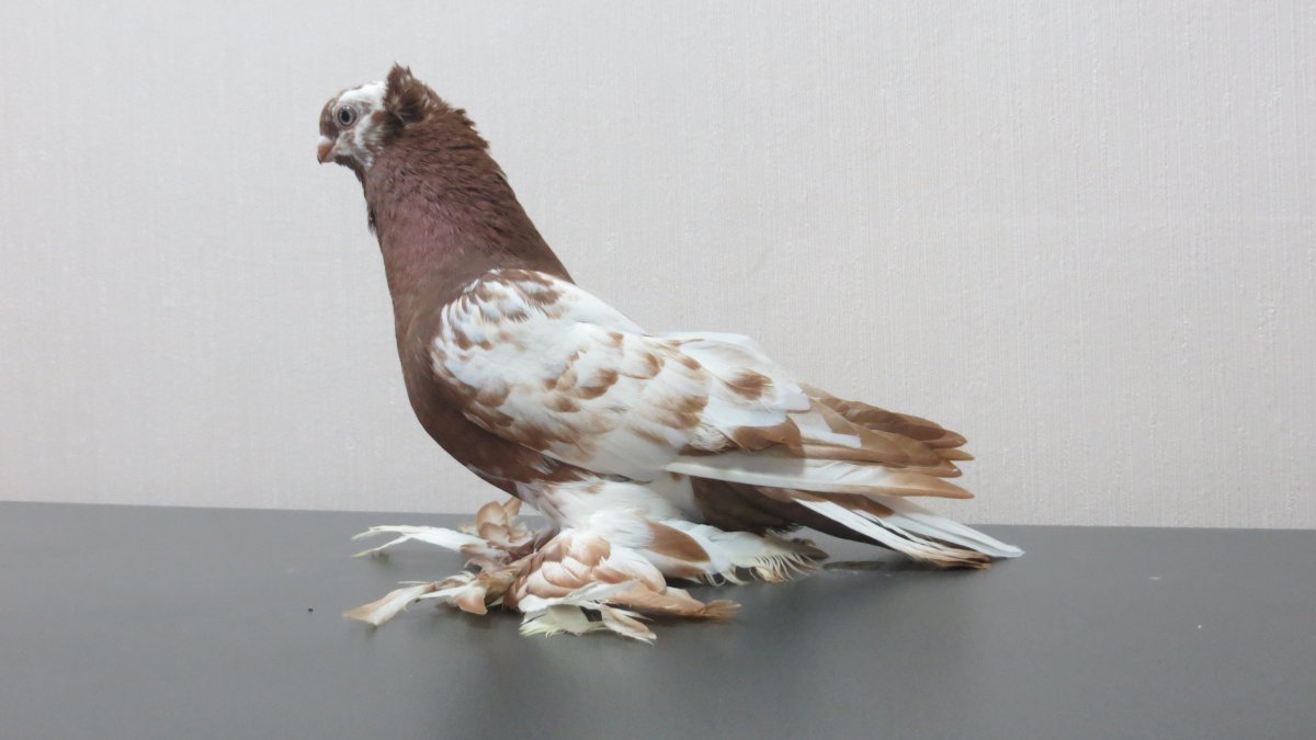 Узбекские двухчубые бойные голуби