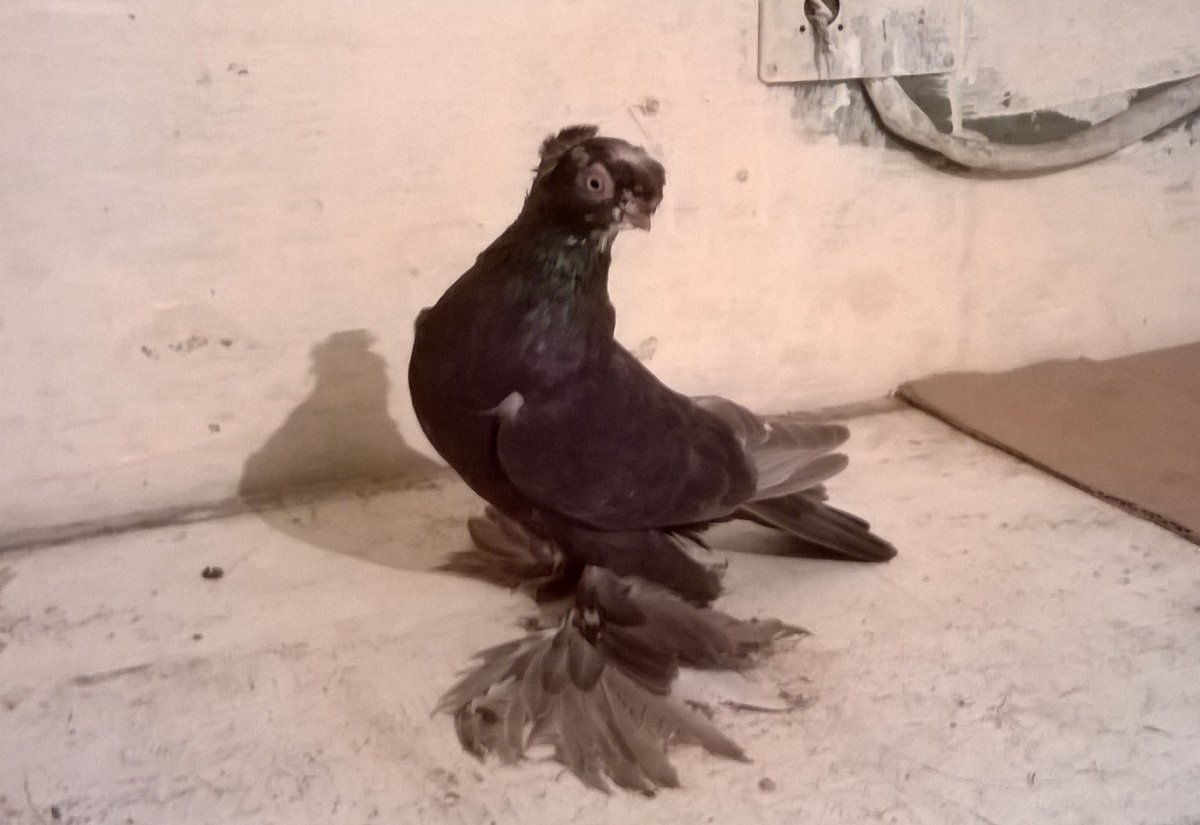 Голуби двухчубые лохмоногие