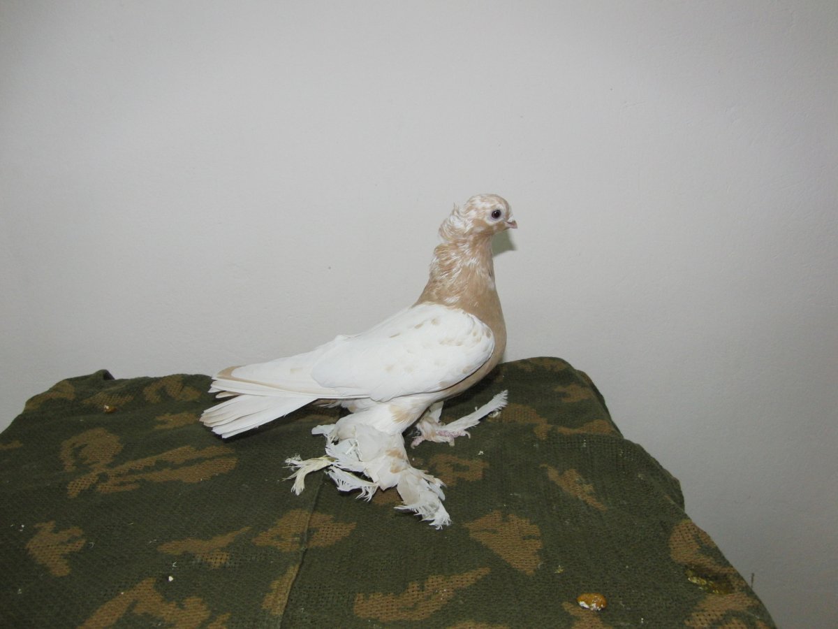 Узбекские двухчубые бойные голуби