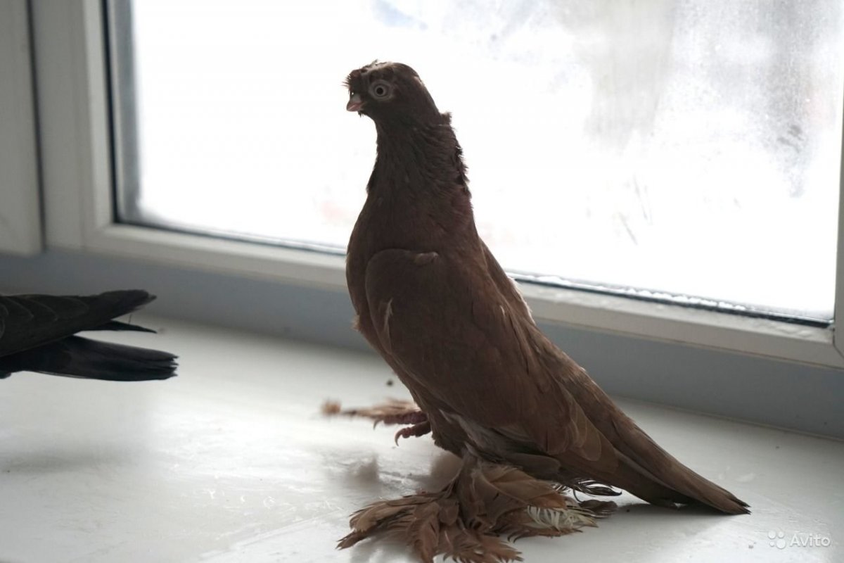 Северокавказские голуби двухчубые