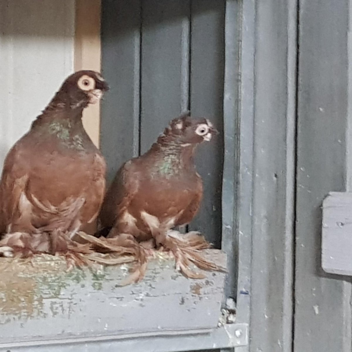 Голуби узбекские двухчубые