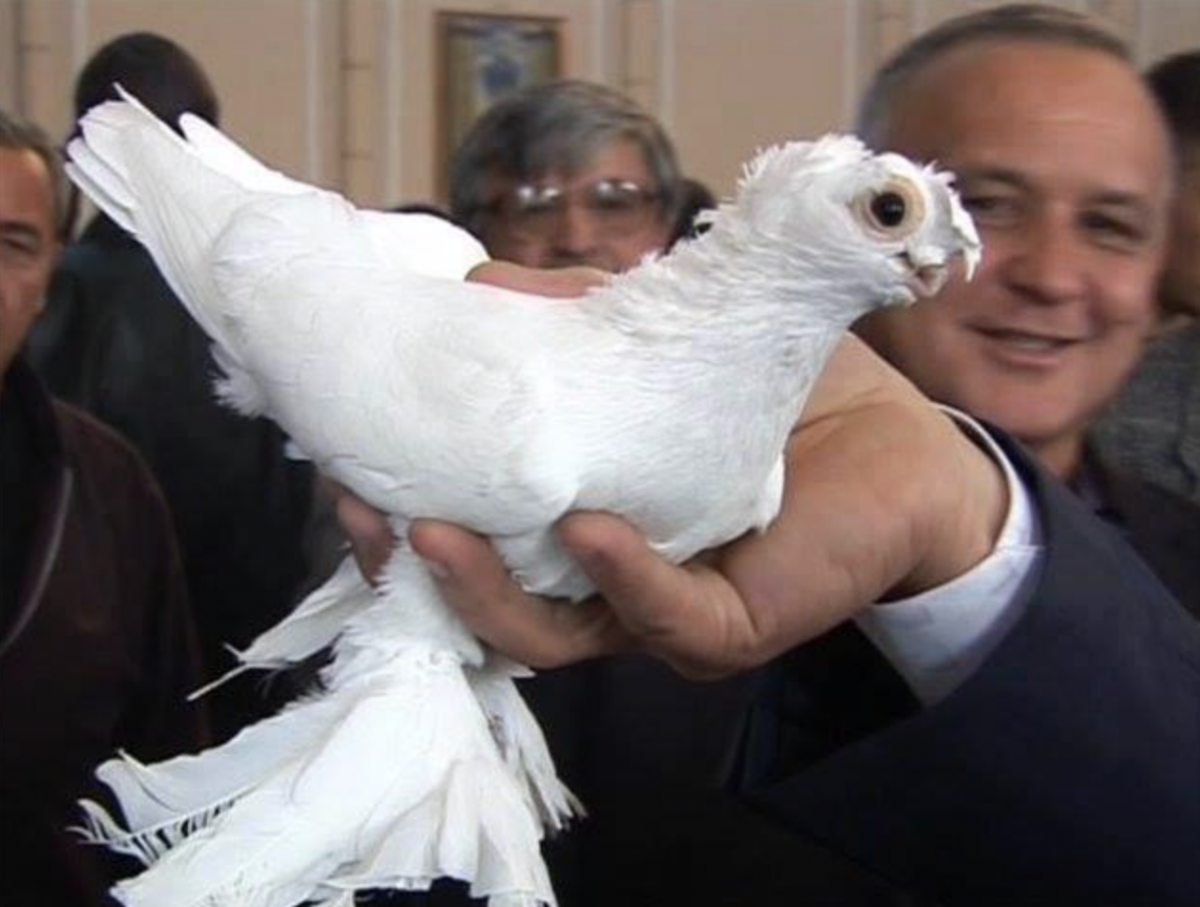 Голубь чубатый бойный