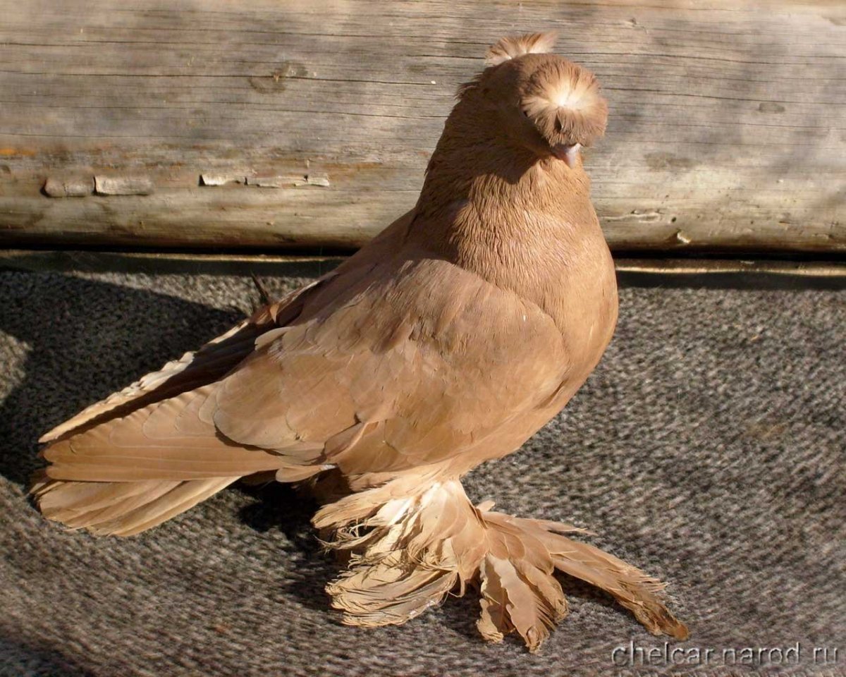 Белые узбекские голуби