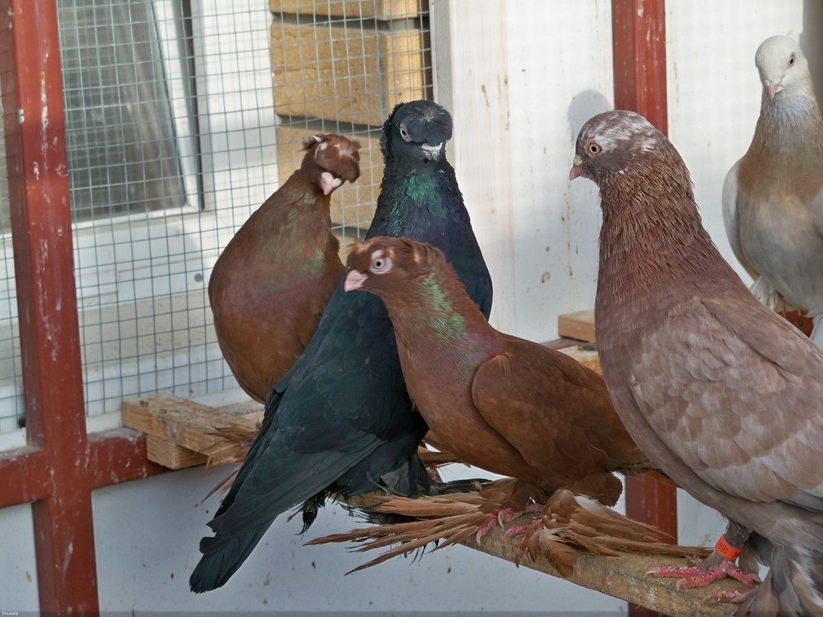 Бойные голуби Киргизии