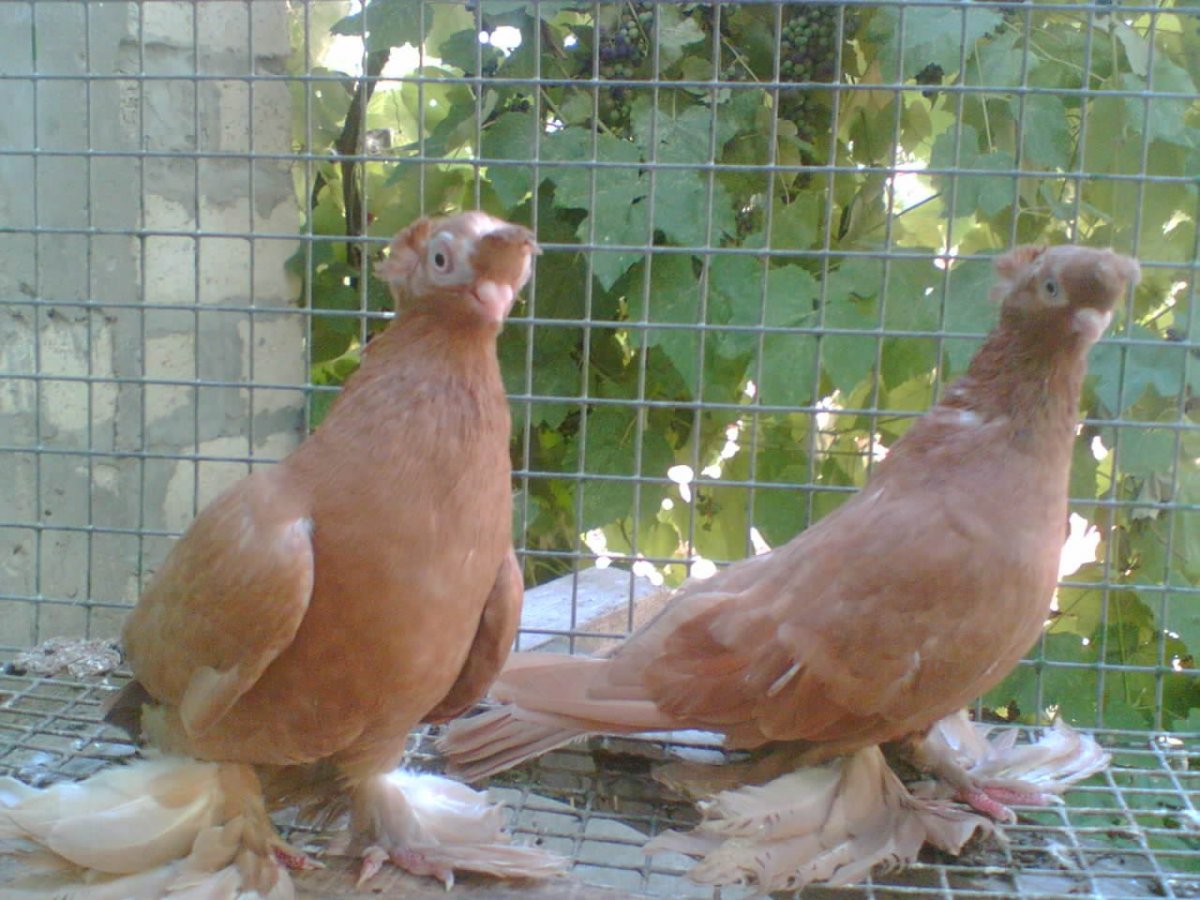 Голуби тасманы двухчубые