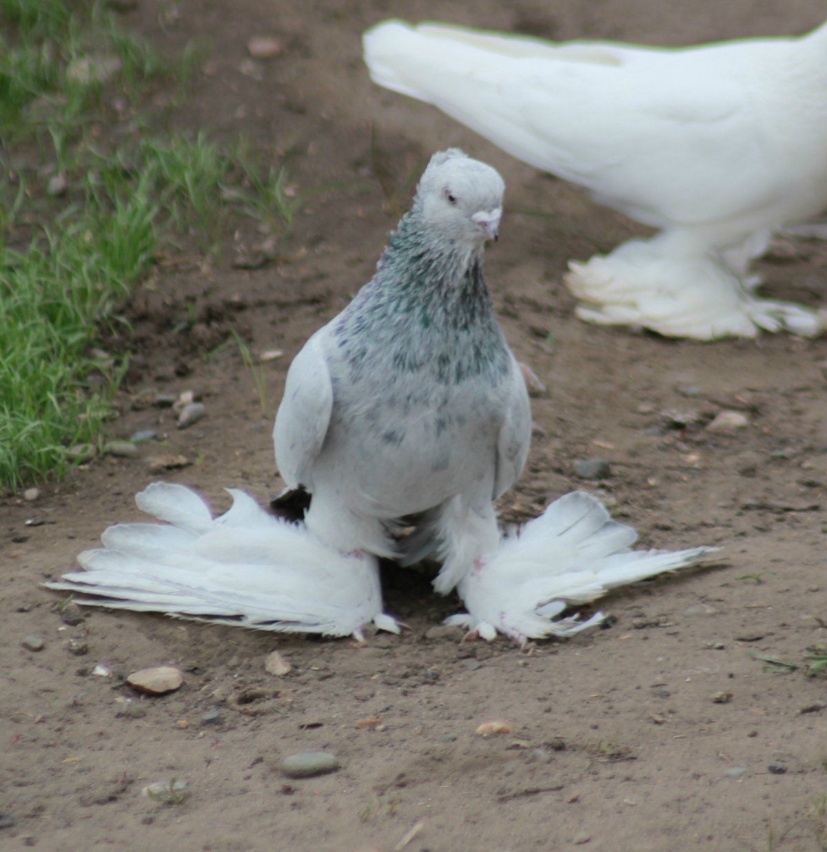 Узбекские бойные голуби Уды