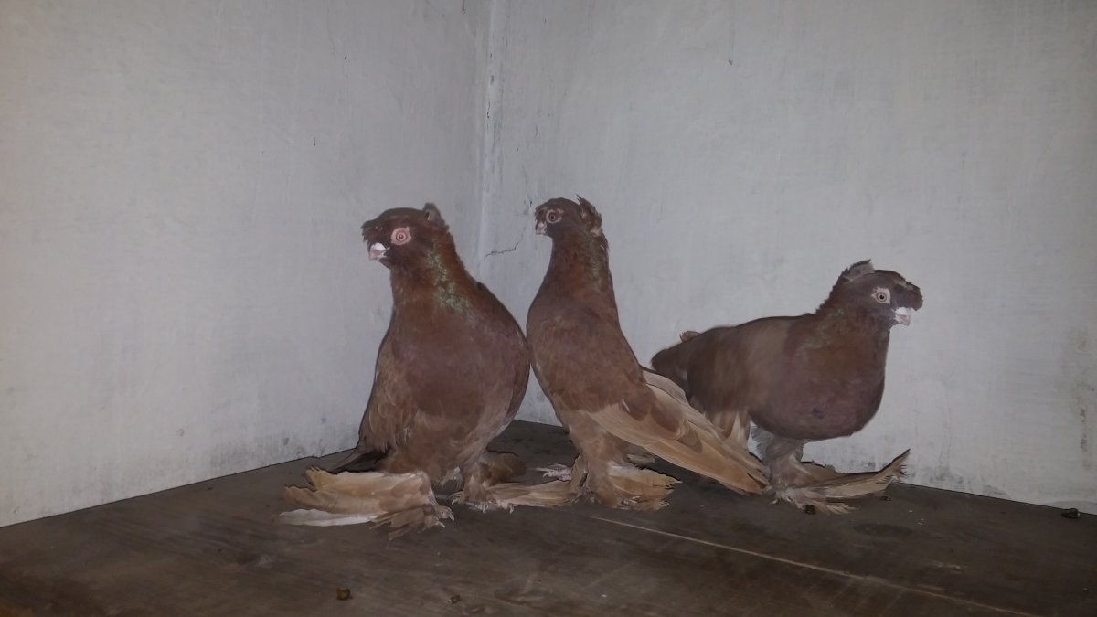 Саксонские двухчубые голуби