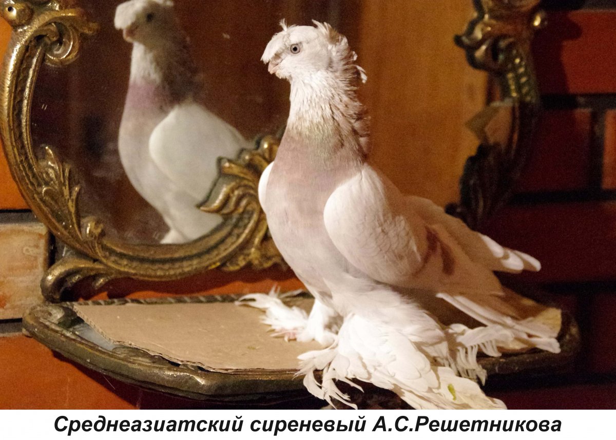 Породы носочубых голубей