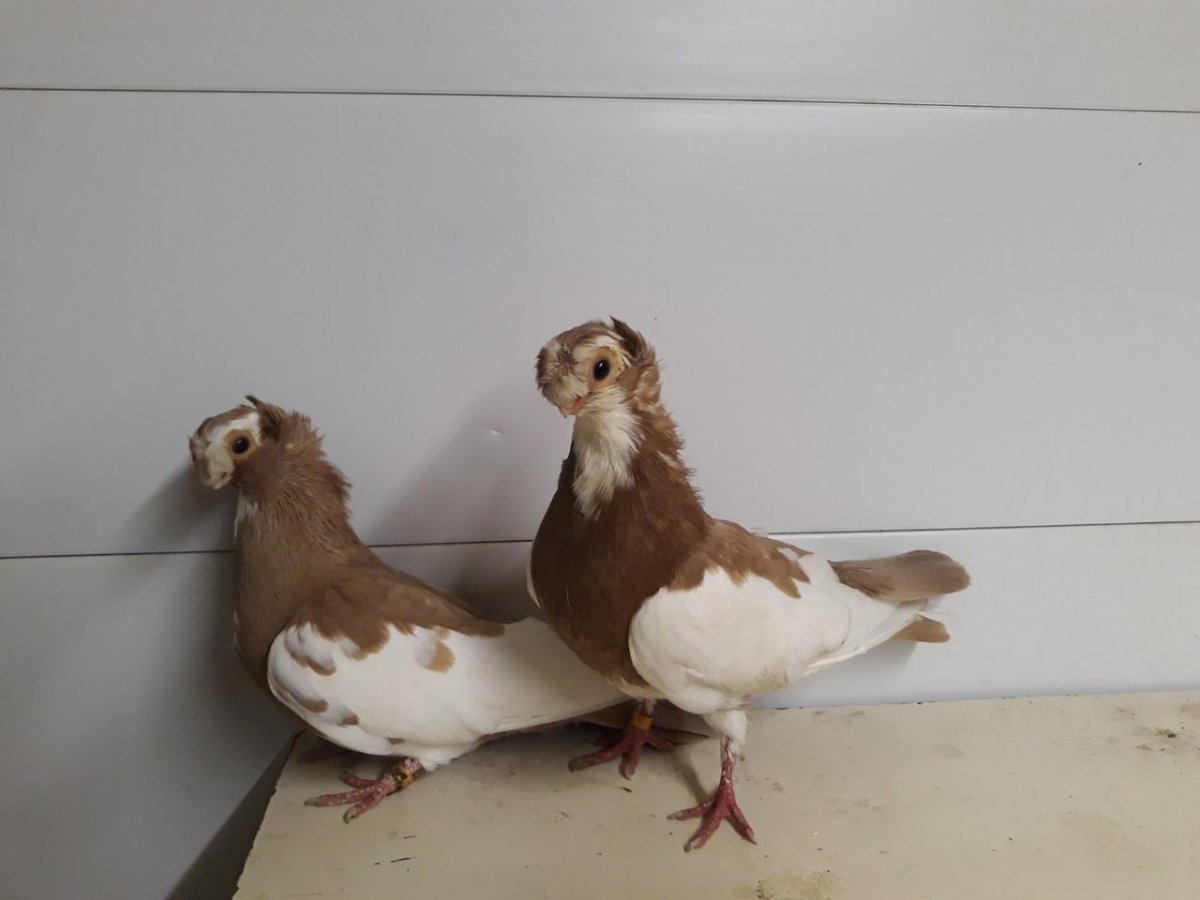 Узбекские бойные голуби капканы