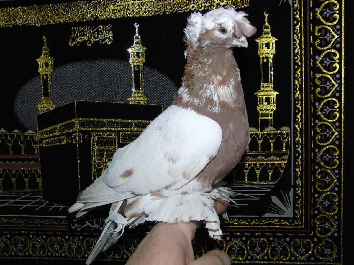 Узбекские безчубые голуби