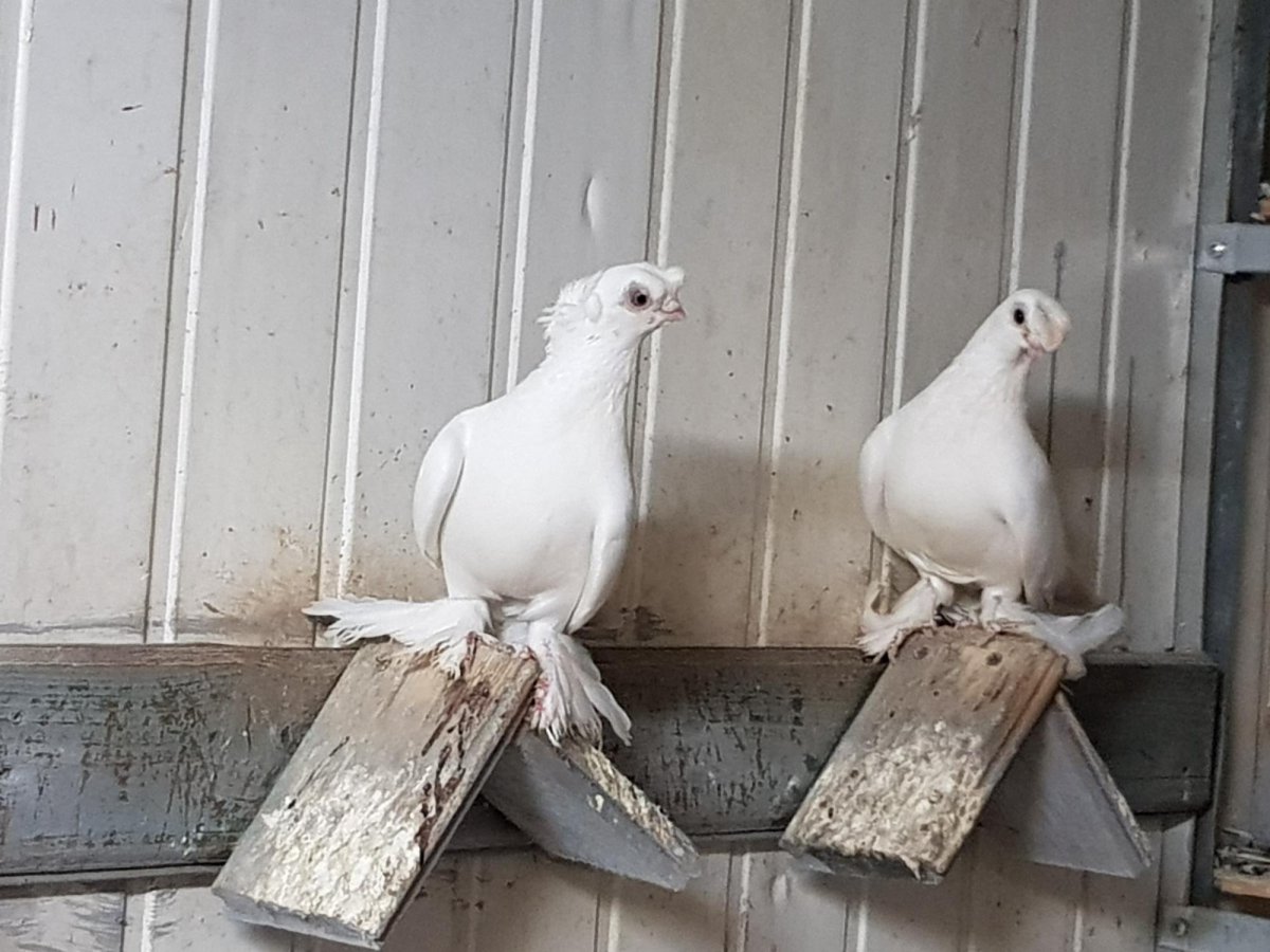 Узбекские голуби Бесчубые