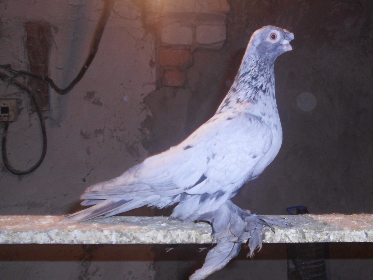 Голуби желтые двухчубые