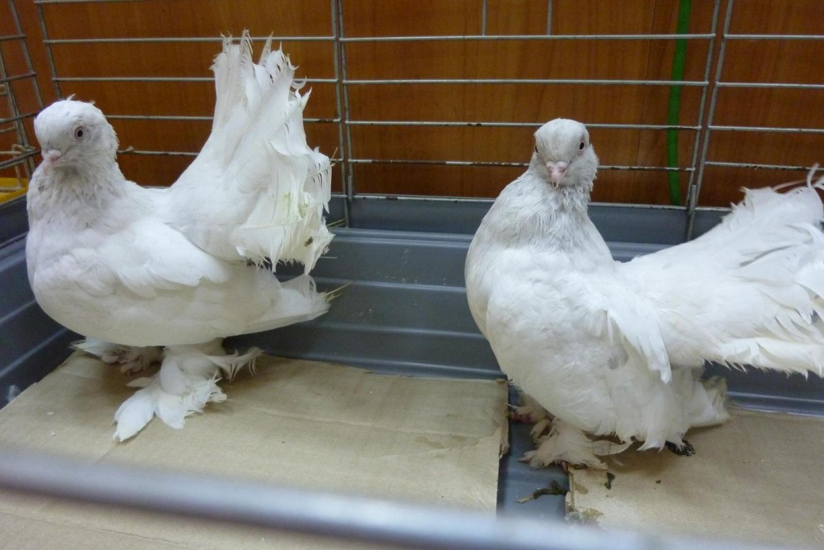 Узбекские двухчубые бойные голуби