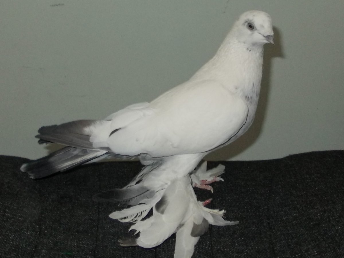 Узбекские двухчубые бойные голуби