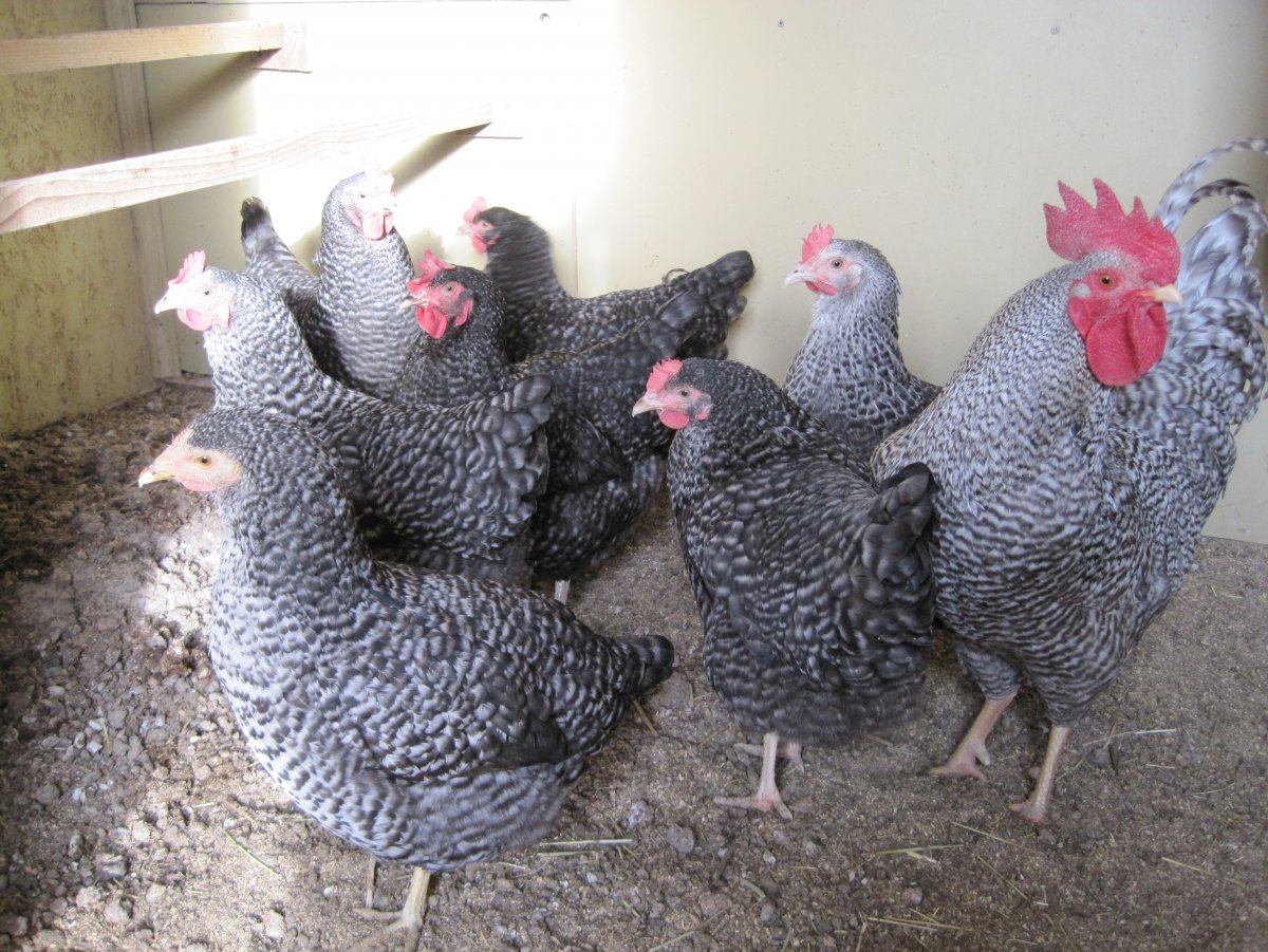 Барневельдер серебро