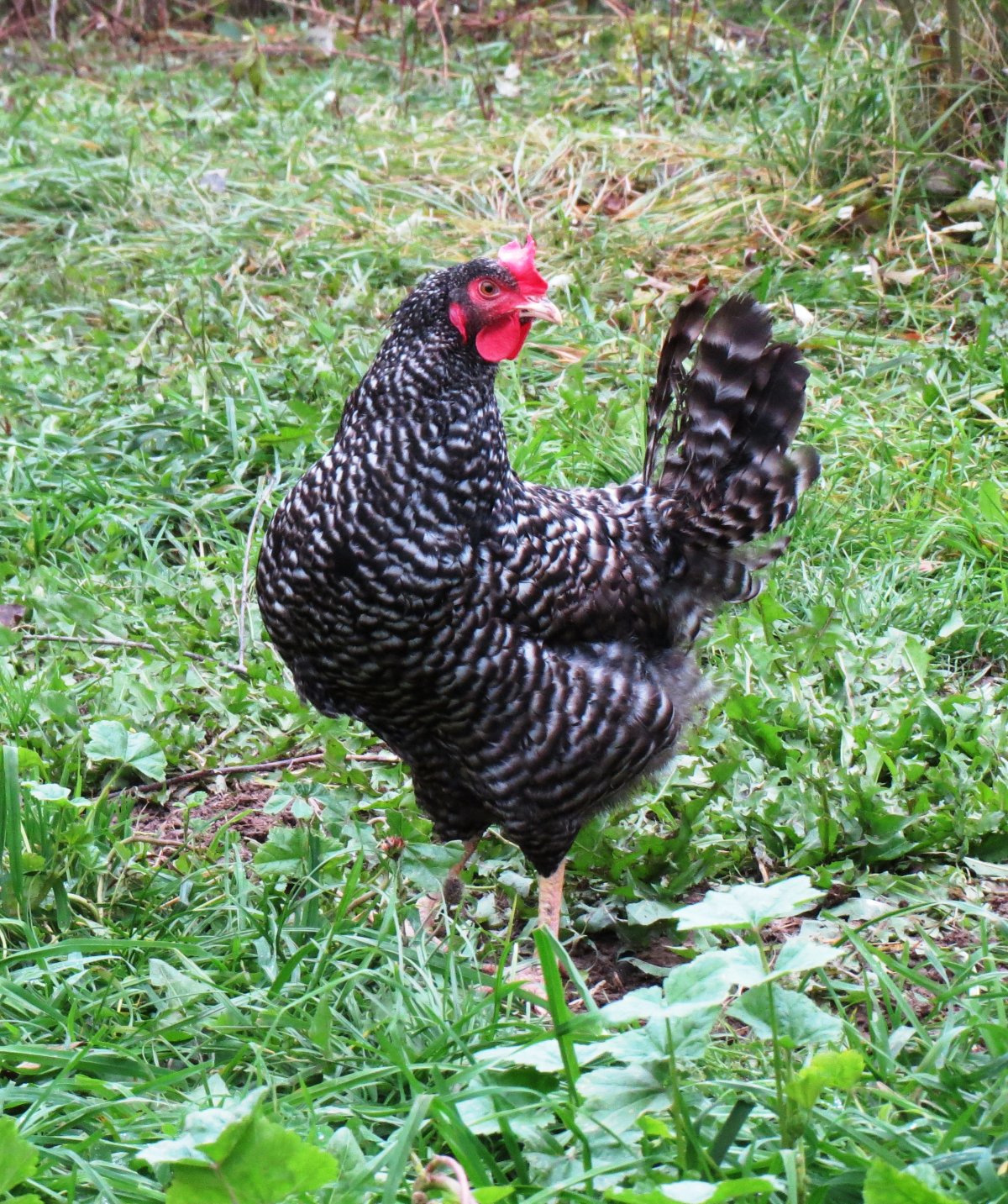 Чешский Доминант крапчатый