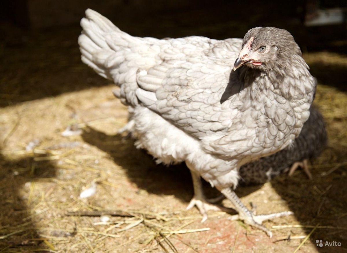 Барневельдер серебро