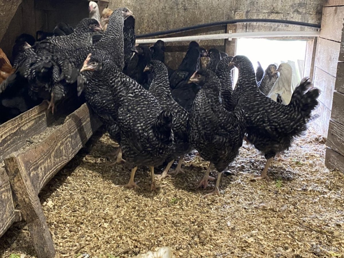 Доминант д529