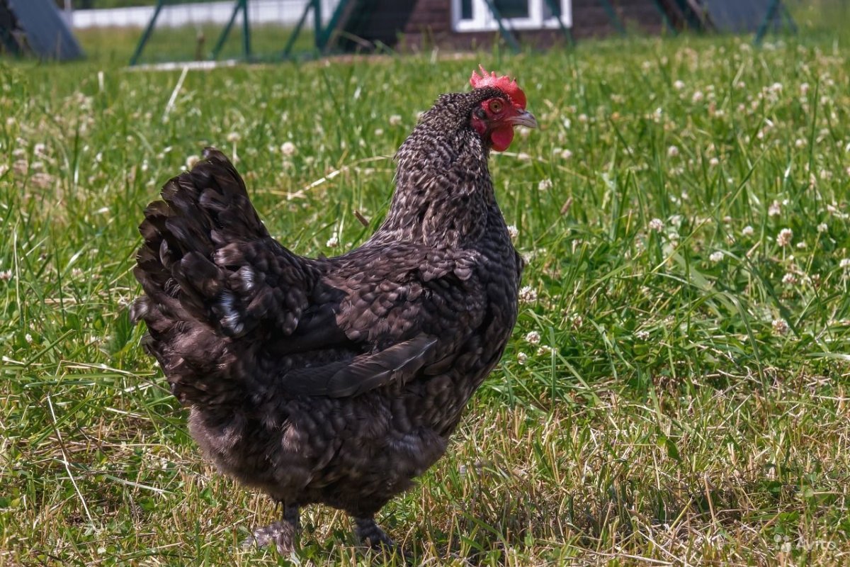 Доминант плимутрок