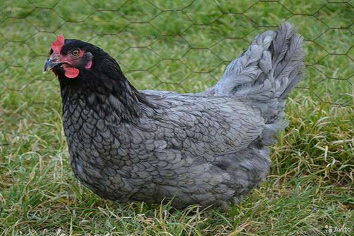 Куры породы Доминант