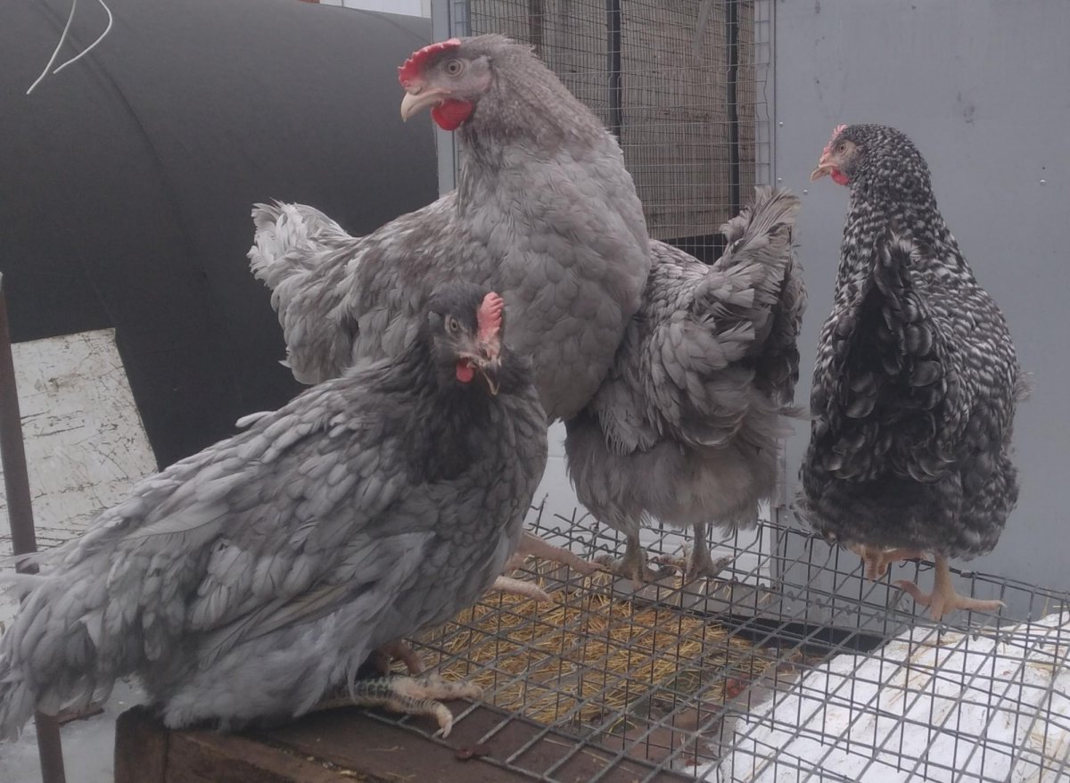 Д 192 Доминант