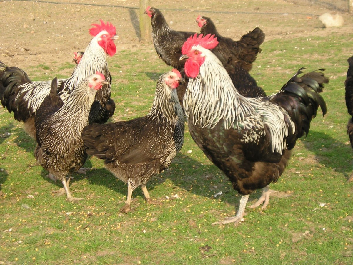 Джерсийский гигант куры