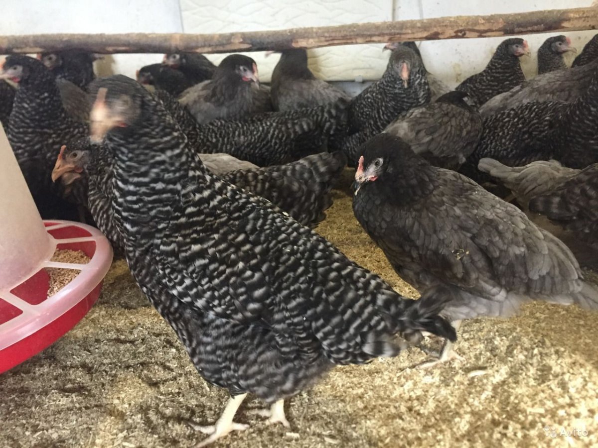 Куры Доминант Триколор