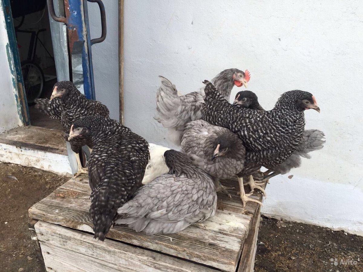 Австралорп порода