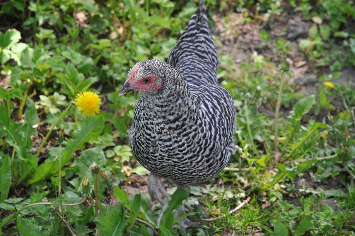 Золотой Доминант куры