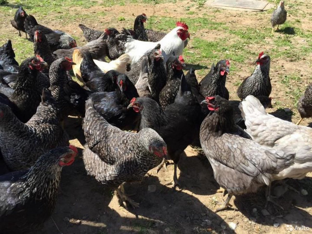 Порода кур Доминант голубой д 107