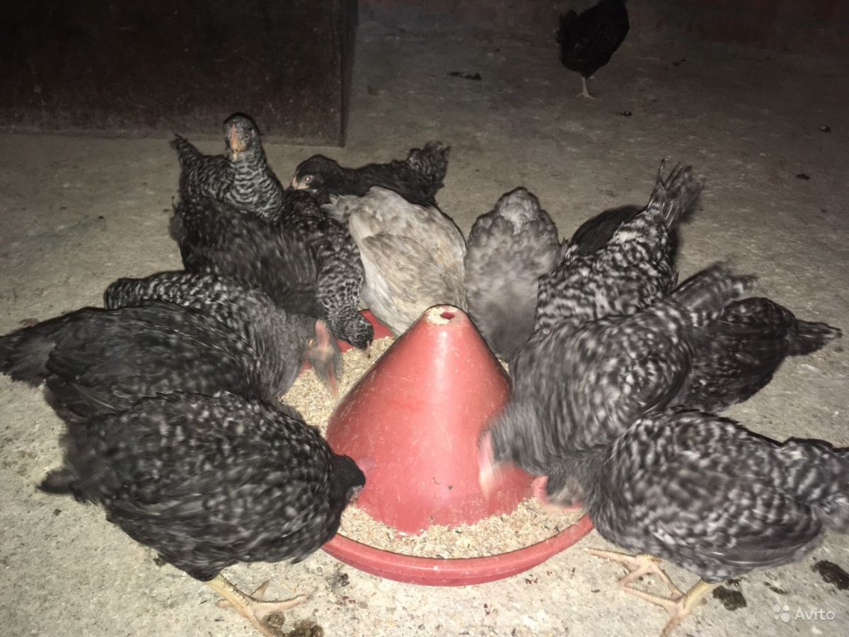 Куры породы Доминант