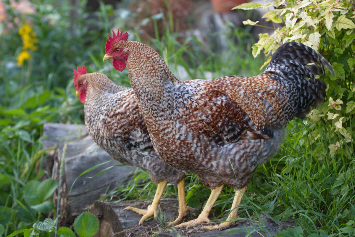 Белиферды куры