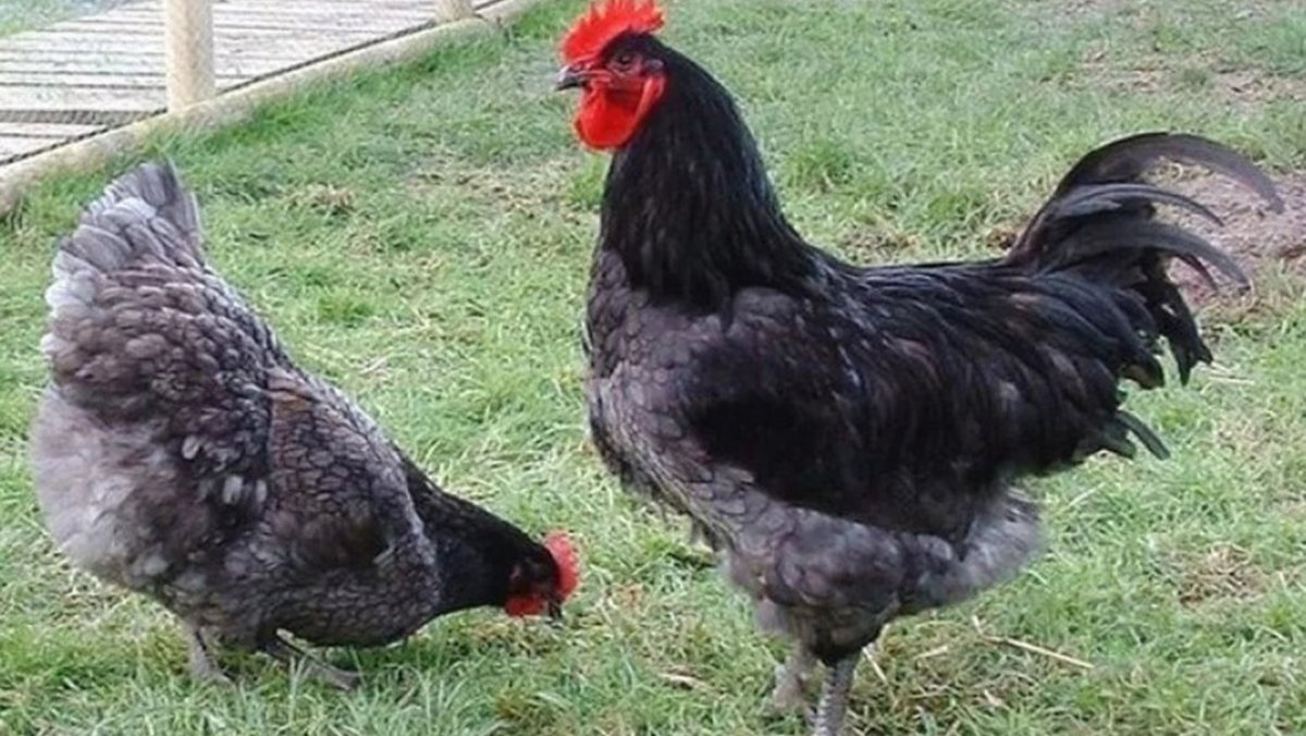 Куры Пражский Доминант