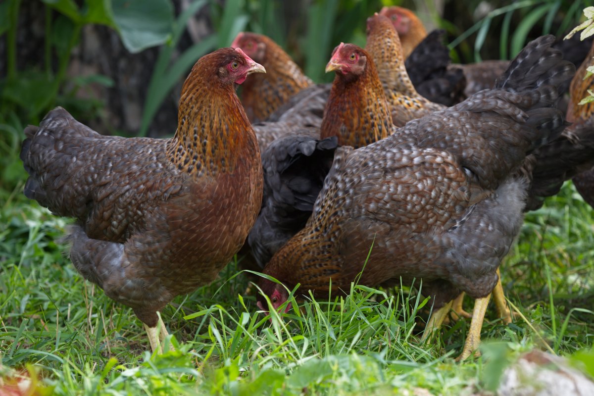 Петух породы Доминант фото