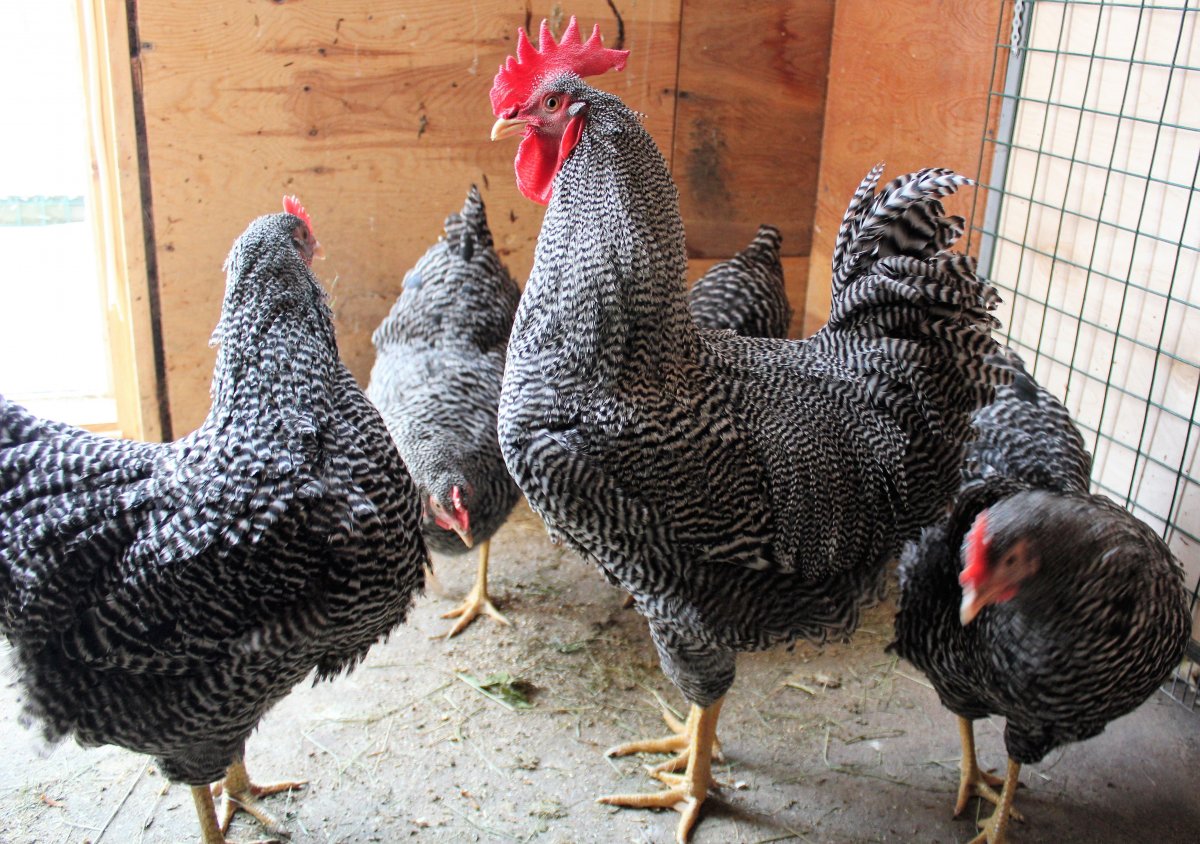 Чешский Доминант цыплята