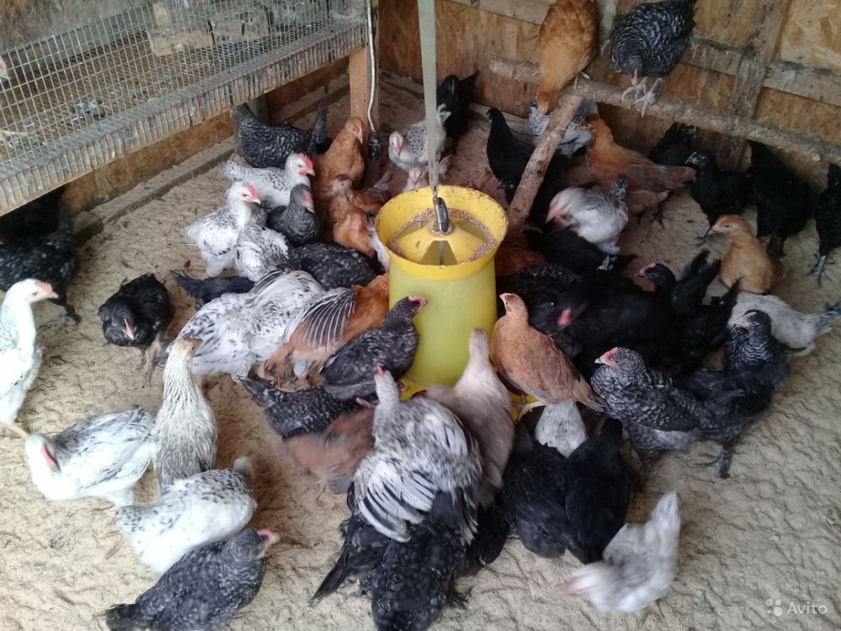 Куры породы Доминант