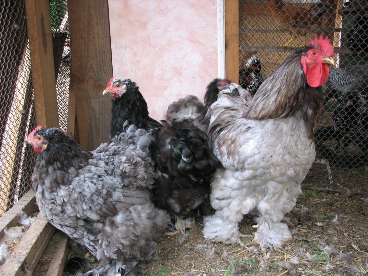 Куры Доминант голубой