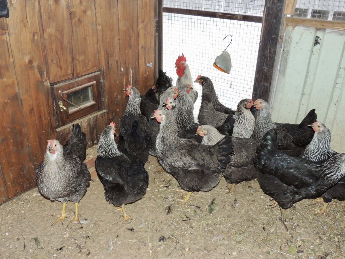 Несушки Доминант