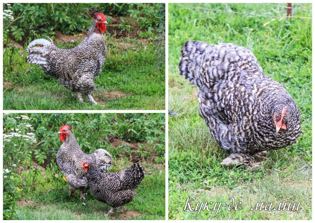 Брама хохлатая лохмоногая