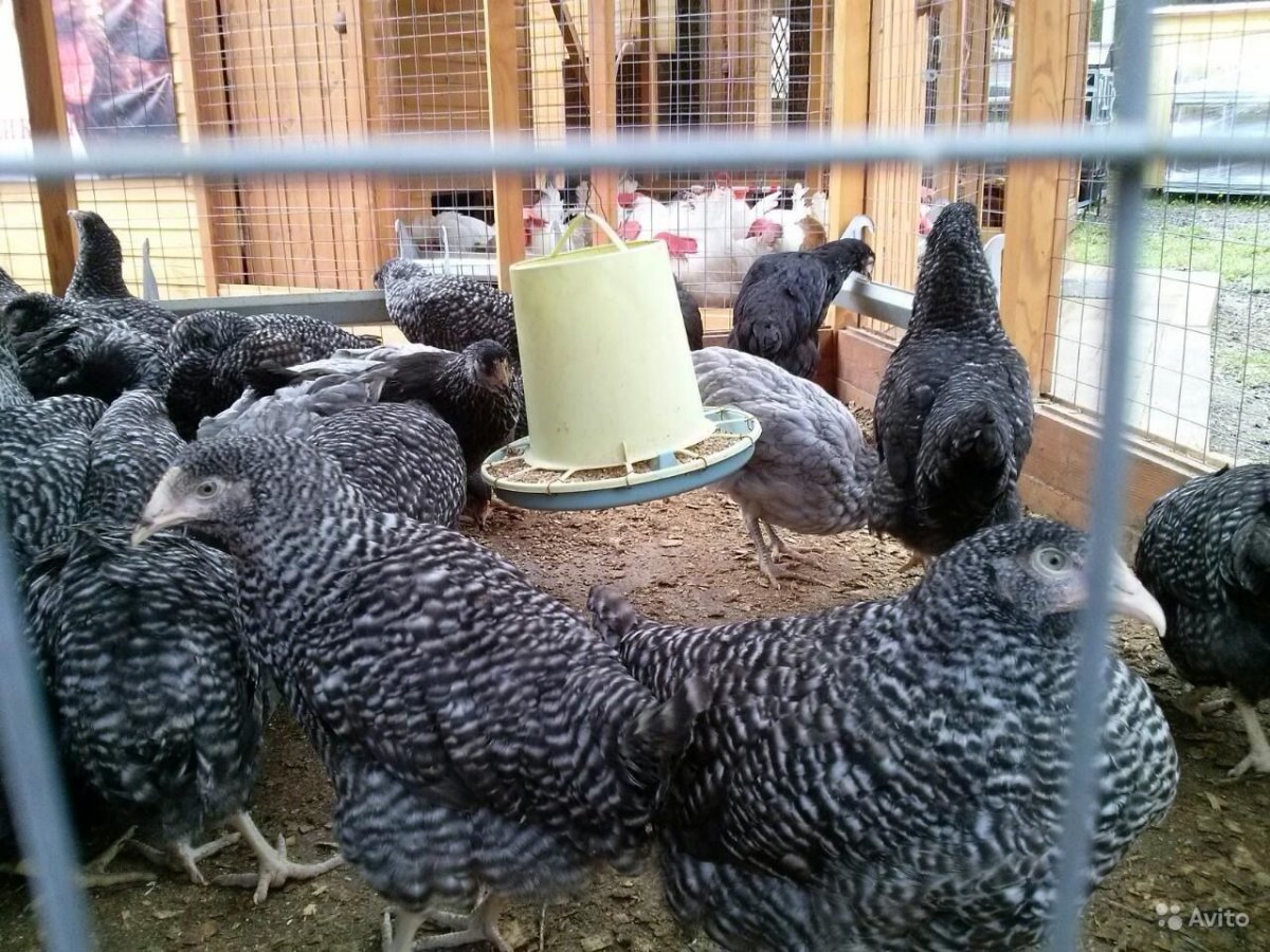 Доминант д107