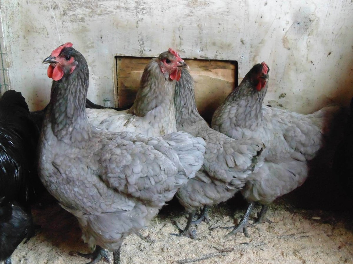 Чешский Доминант куры