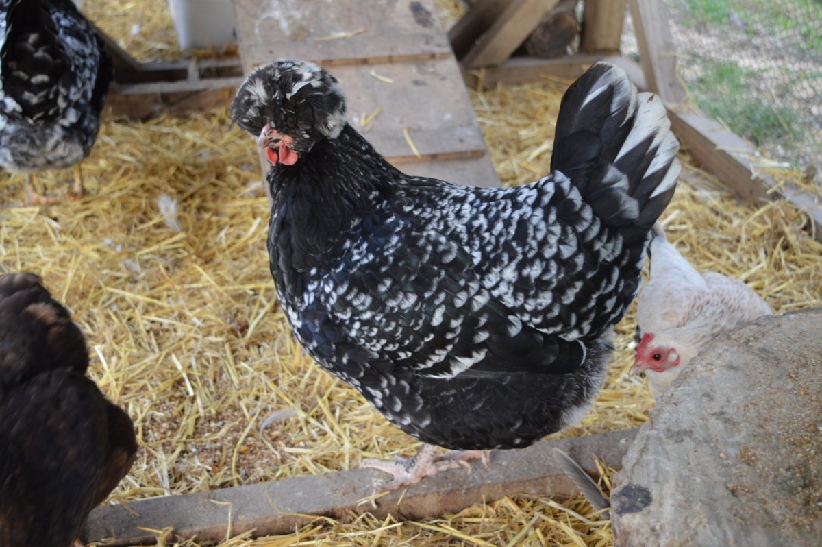 Куры породы плимутрок