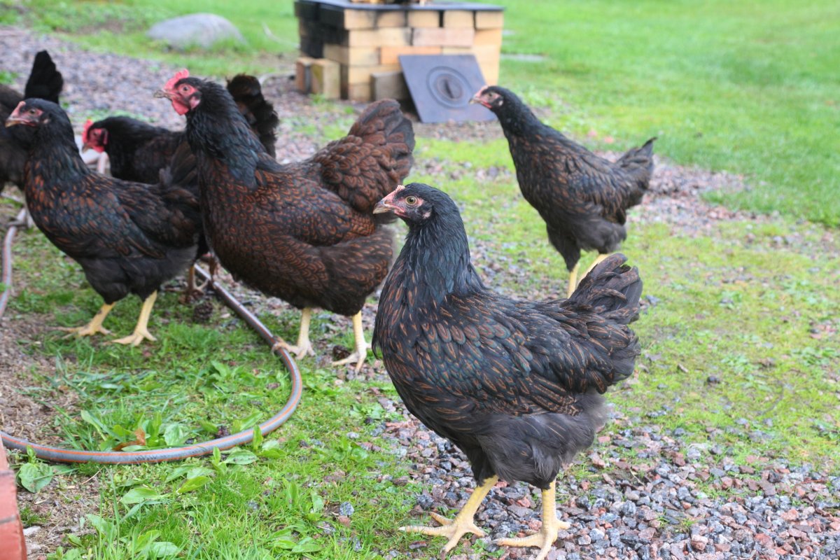 Куры несушки Доминант