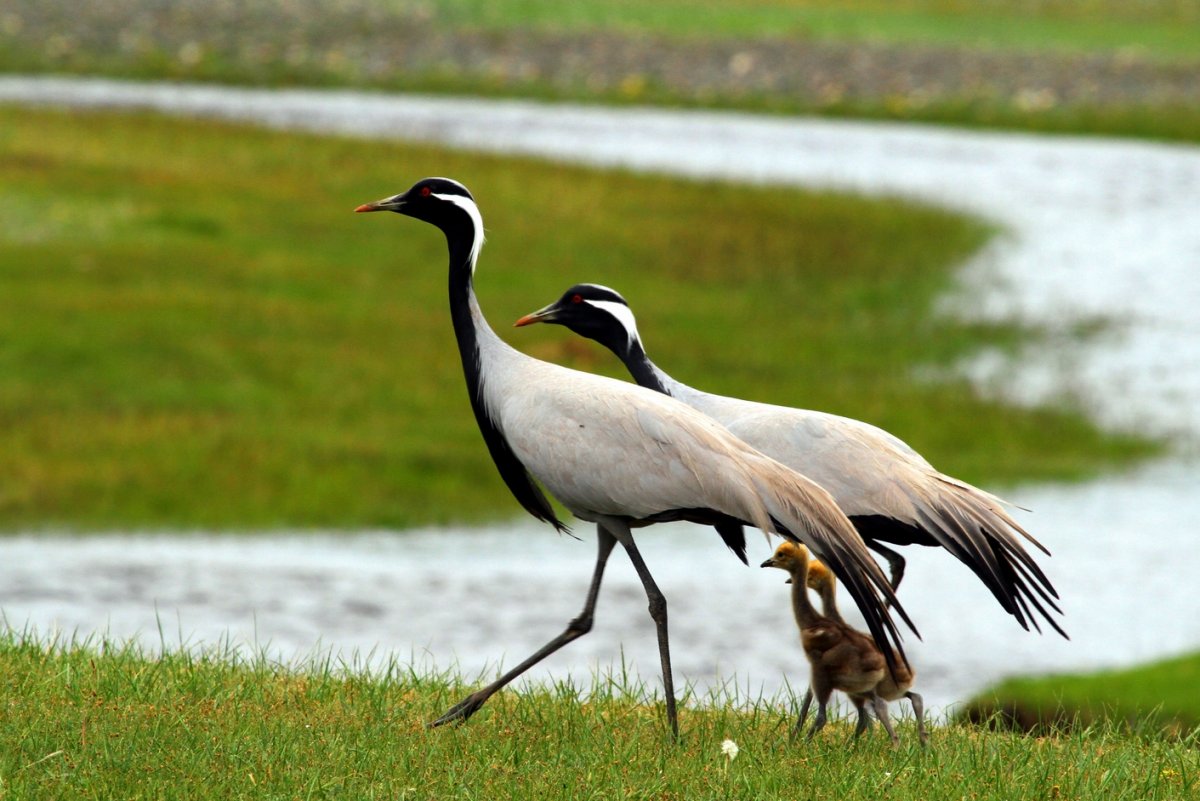 Огарь птица Забайкалья