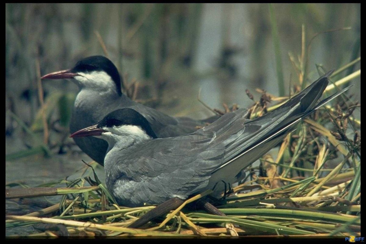 Птицы Забайкальского края летом