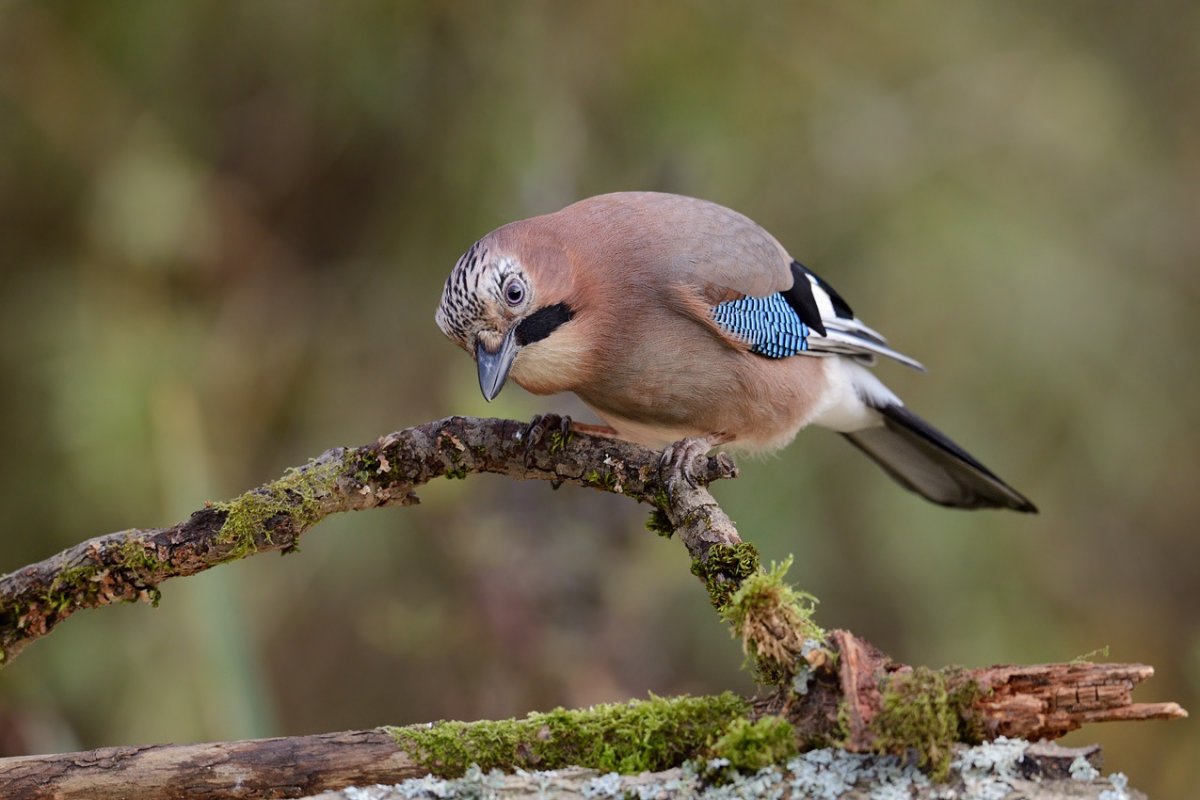 Сойка пересмешница птичка