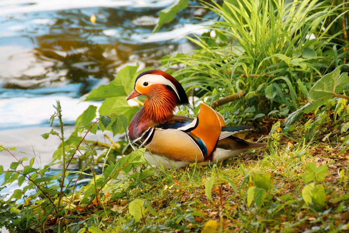 Уссурийская Тайга утка-Мандаринка