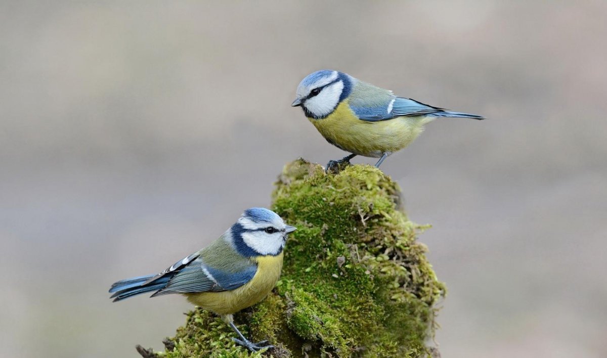 Синица лазоревка