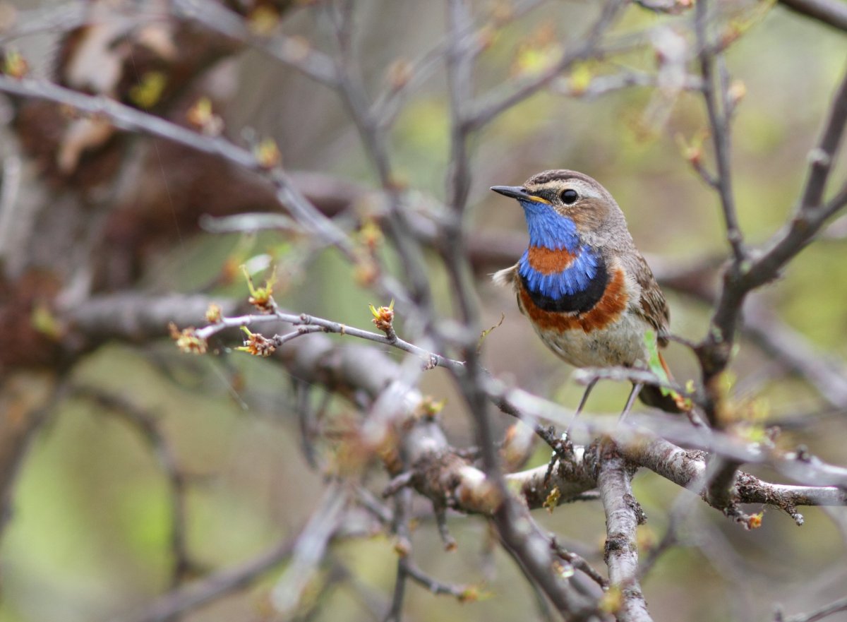 Самые красивые птицы Бурятии